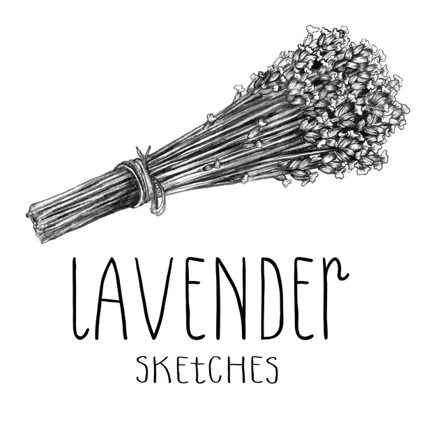 Lavendelkräuterskizze - Vektor, Bild