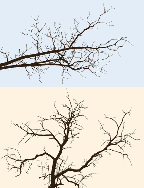 silhuetas dos galhos das árvores
 - Vetor, Imagem