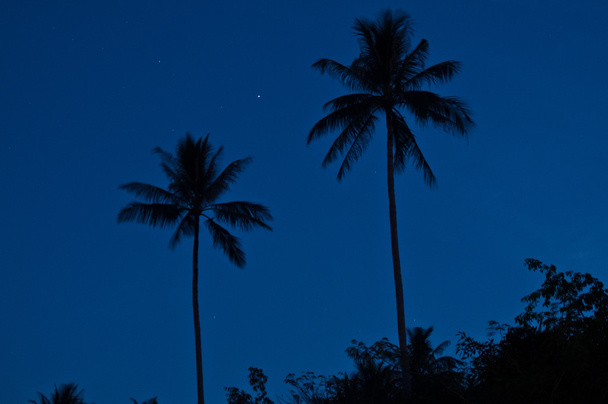 avond in tropische en palmen - Foto, afbeelding