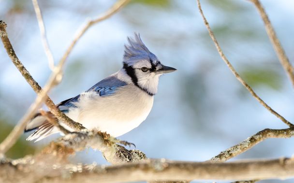 Blue Jay (Cyanocitta cristata) in early springtime, perched on a branch, observing and surveying his domain. - 写真・画像