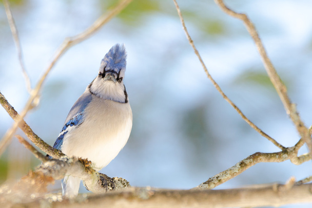 Blue Jay (Cyanocitta cristata) all'inizio della primavera, appollaiato su un ramo, osservando e sorvegliando il suo dominio
. - Foto, immagini
