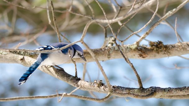 Blue Jay (Cyanocitta cristata) in early springtime, perched on a branch, observing and surveying his domain. - Фото, изображение