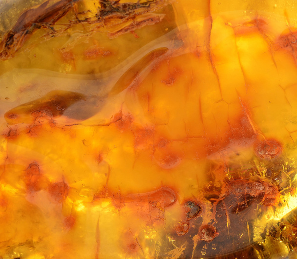 Baltische amber, hars segmenten - Foto, afbeelding