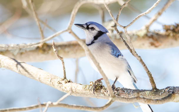 Blue Jay (Cyanocitta cristata) in early springtime, perched on a branch, observing and surveying his domain. - Photo, Image