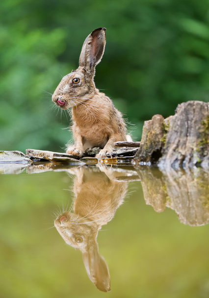 ヨーロッパのウサギの肖像画  - 写真・画像