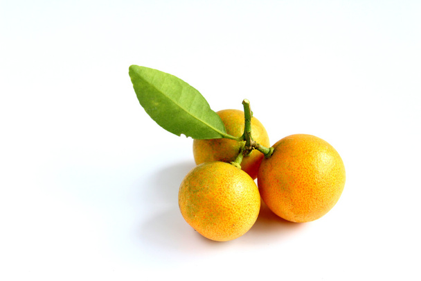 Kumquat sobre fondo blanco
 - Foto, imagen