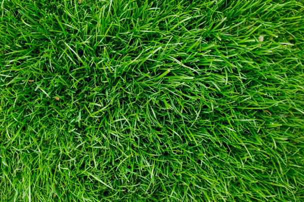 Зеленая трава. Концепция весны
. - Фото, изображение