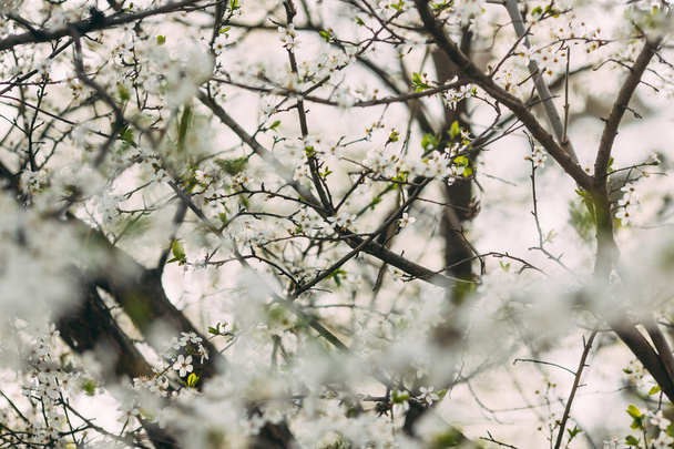 Зібрання сливи розквітають білими квітами
 - Фото, зображення