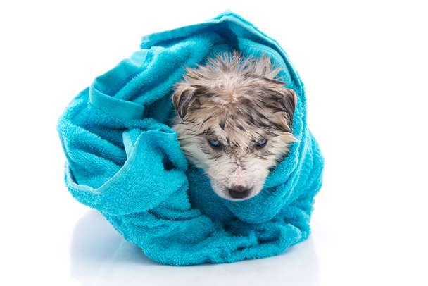 Siberiano husky cachorro después de baño está cubierto con una toalla azul
 - Foto, Imagen