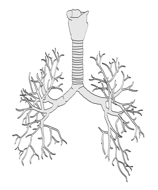 2d sarjakuva esimerkki keuhkoputkien
 - Valokuva, kuva