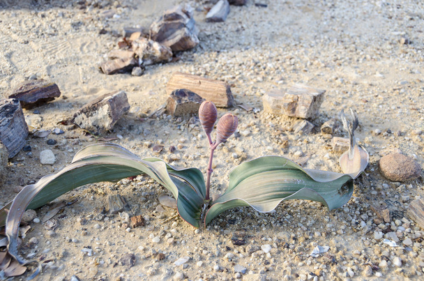 Welwitschia con sus conos femeninos
 - Foto, Imagen
