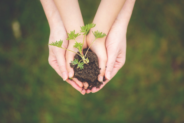 Mother and child hands, holding soil with fresh growing flower - Photo, Image
