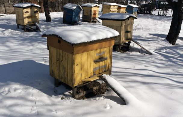 Old color bee hives in snow.  - Photo, Image