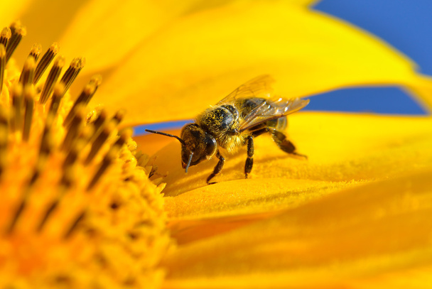 Pszczoła zbiera nektar na kwiatach słonecznika - Zdjęcie, obraz