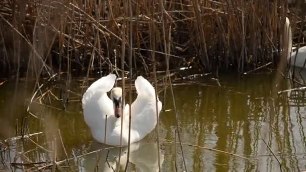 Swan popisać przed kobietą - Materiał filmowy, wideo