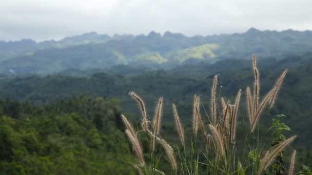 Панорамним видом на гори джунглі Філіппінах - Кадри, відео