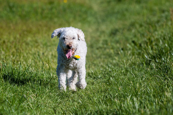 White poodle on meadow - Foto, afbeelding