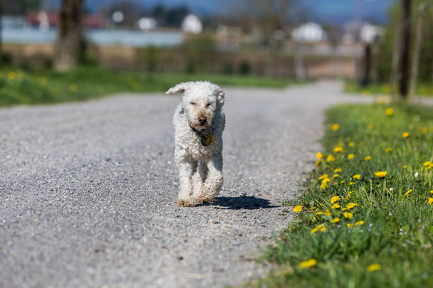 White poodle on meadow - Valokuva, kuva