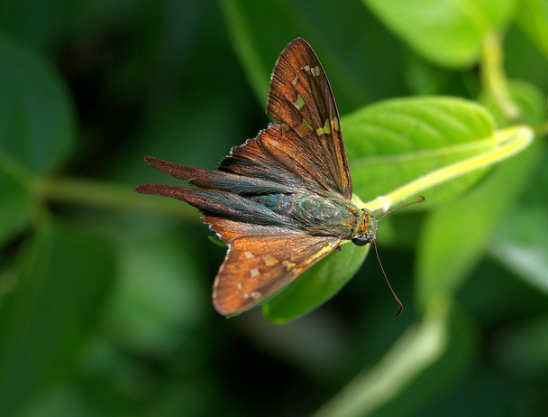 Butterfly (long tail skipper) - Photo, Image