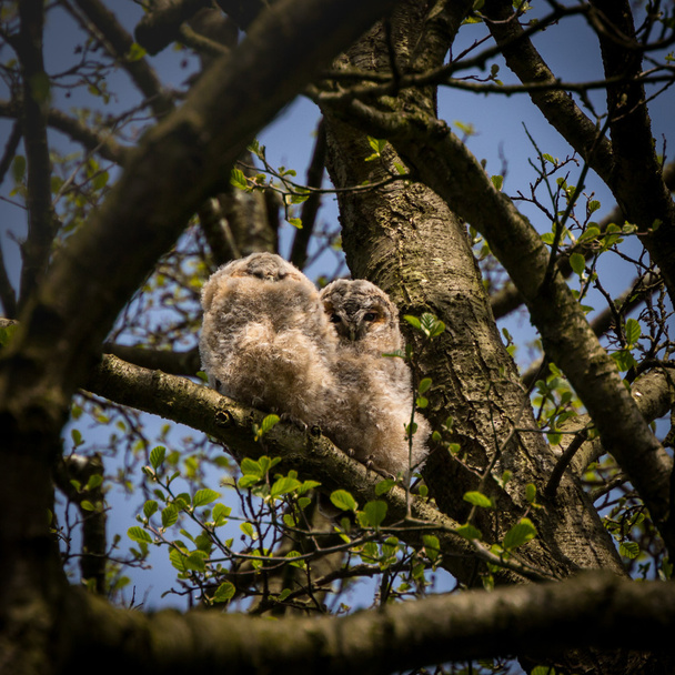 Par de corujas tawny selvagens ramificação (Strix aluco
) - Foto, Imagem
