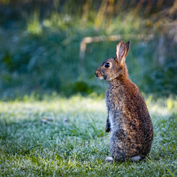 2 Wild common rabbit (Oryctolagus cuniculus) sitting on hind in a meadow on a frosty morning surrounded by grass and dew  - Foto, Imagen