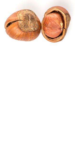 Hazelnuts на белом фоне - Фото, изображение