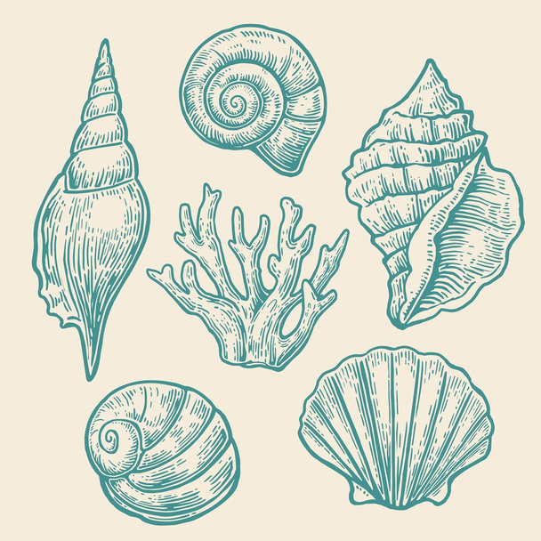 Sea shell. Set color engraving vintage illustrations. Isolated on  white background. - Vektör, Görsel