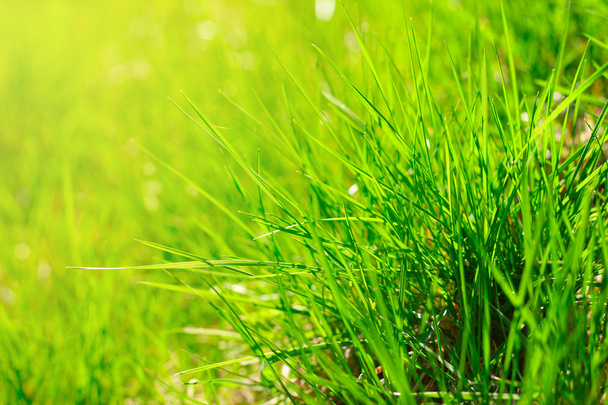 Spring grass - Фото, изображение