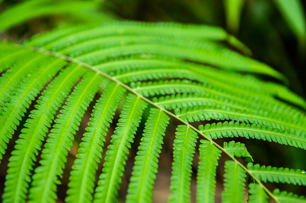 fern leaf closeup in forest  - 写真・画像