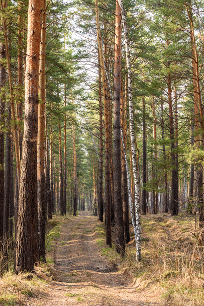 pine forest spring path - Foto, Imagem