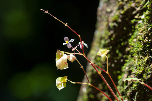 Begonia in rain forest Thailand - Foto, afbeelding
