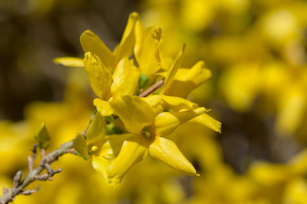 Yellow blossoms of forsythia  - Фото, изображение