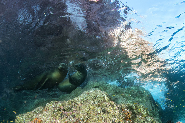 Lachtan těsnění pod vodou při potápění Galapágy - Fotografie, Obrázek