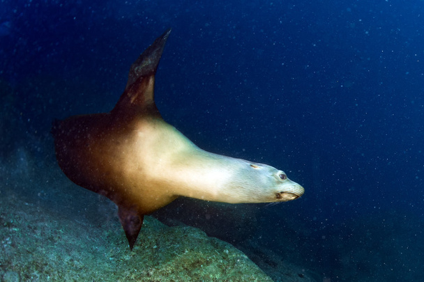 otaries sous-marines pendant la plongée galapagos
 - Photo, image