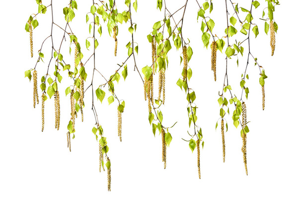 Young birch twigs with catkins on a white background. - Photo, Image