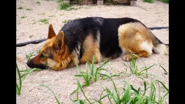 bellissimo cane pastore tedesco giocato nel cortile. - Filmati, video