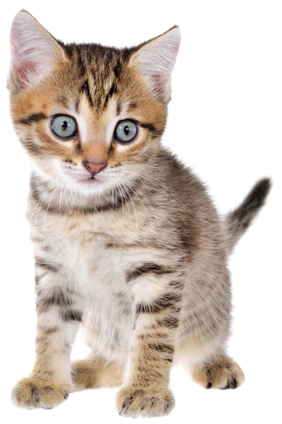 Asustado brindled gatito
 - Foto, imagen