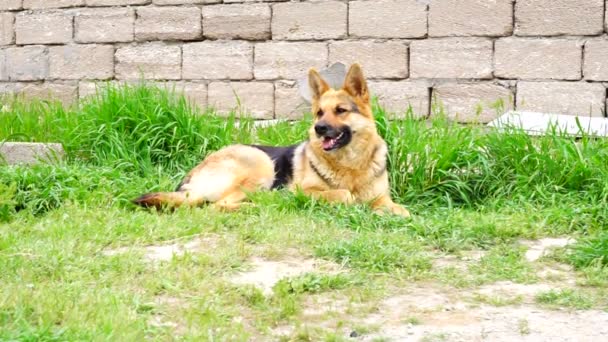 Pastor alemão cão sentado na grama
  - Filmagem, Vídeo