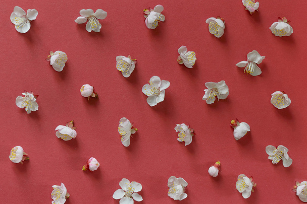 Witte kersenbloesems   - Foto, afbeelding