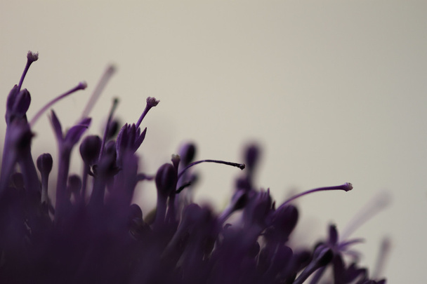 Violet flowers  on blurred background with  boke - Fotó, kép