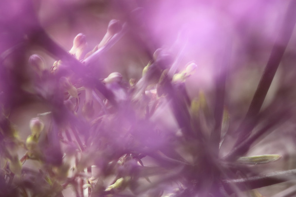 Violet flowers  on blurred background with  boke - Fotoğraf, Görsel