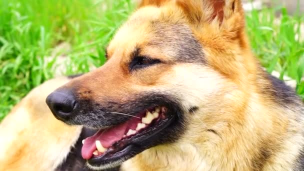 Owczarek niemiecki pies siedzi w trawie  - Materiał filmowy, wideo