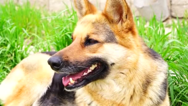 Otların arasında oturan Alman çoban köpek  - Video, Çekim
