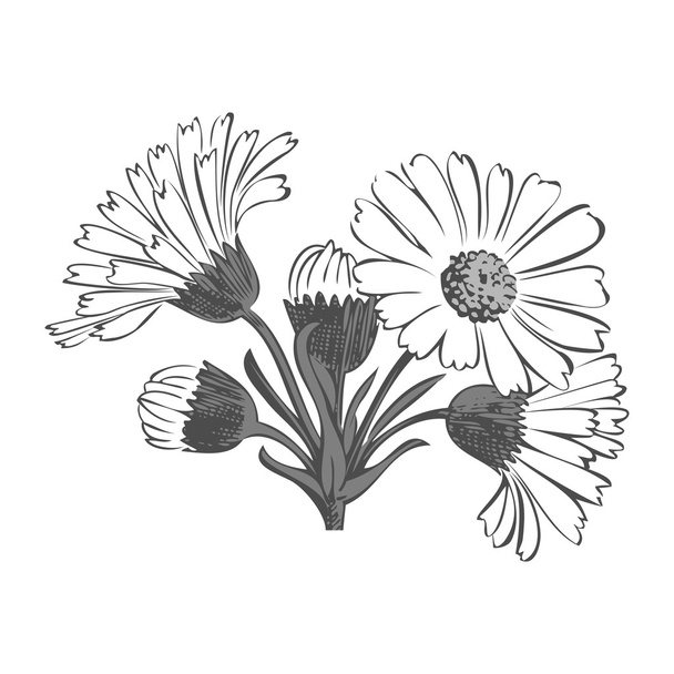 Hand drawn bouquet of daisy flowers isolated on white background - Vector, Image