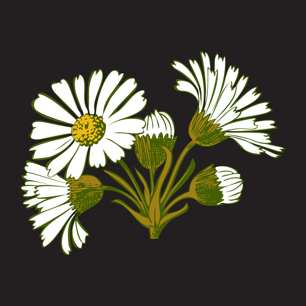Ramo colorido dibujado a mano de flores de manzanilla aisladas en negro
 - Vector, imagen