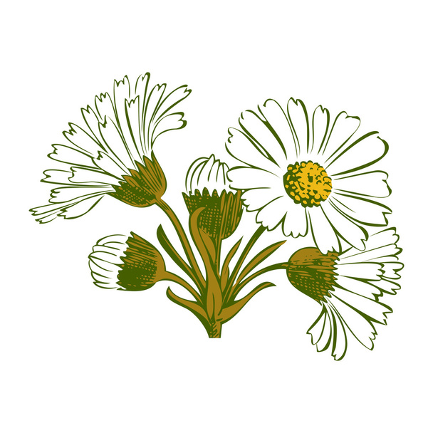 Hand drawn colorful bouquet of chamomile flowers isolated on white - Vektor, obrázek