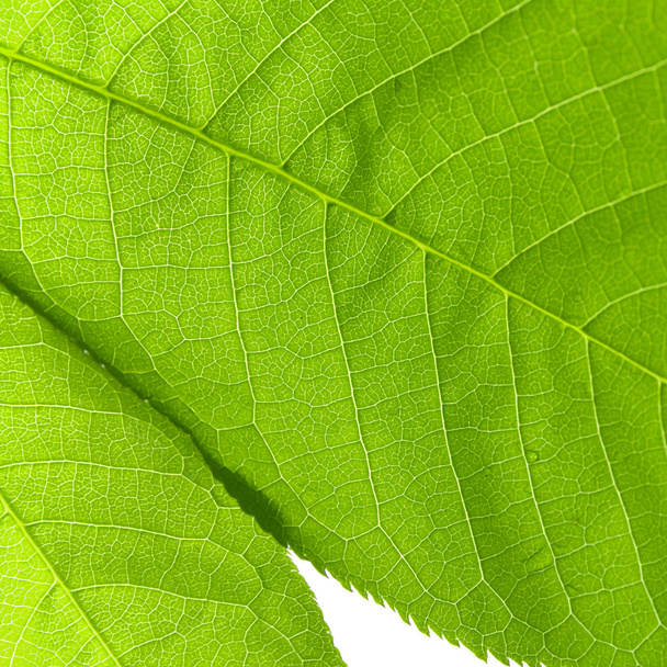 Structure of a green leaf - Foto, Bild