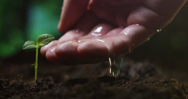 ruční zalévání rostlin - Záběry, video