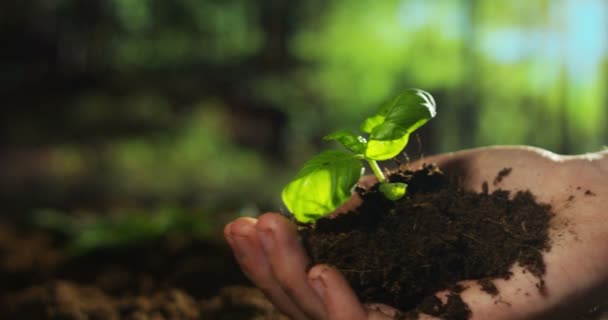 Hand schenkt eine Pflanze - Filmmaterial, Video