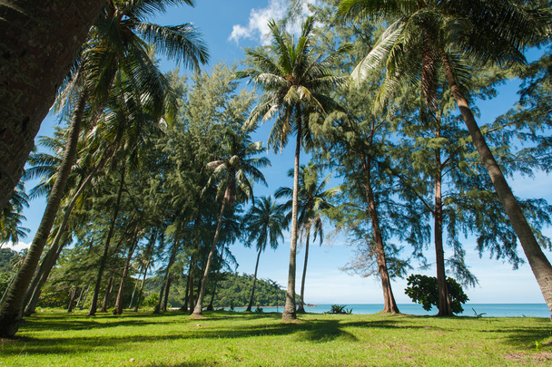 Coconut palm trees perspective view - Photo, Image